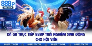Đá Gà Trực Tiếp 888P Trải Nghiệm Sinh Động Cho Hội Viên