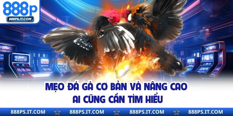 Mẹo đá gà cơ bản và nâng cao ai cũng cần tìm hiểu